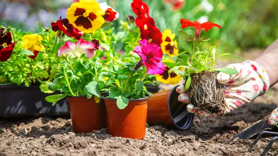 De ce ar trebui să tai florile înainte de plantare. Trucul neașteptat care ajută plantele să se prindă mai bine