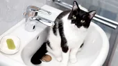 Motivul real pentru care pisica te urmărește mereu, când mergi la WC. Ce crede că se întâmplă, de fapt