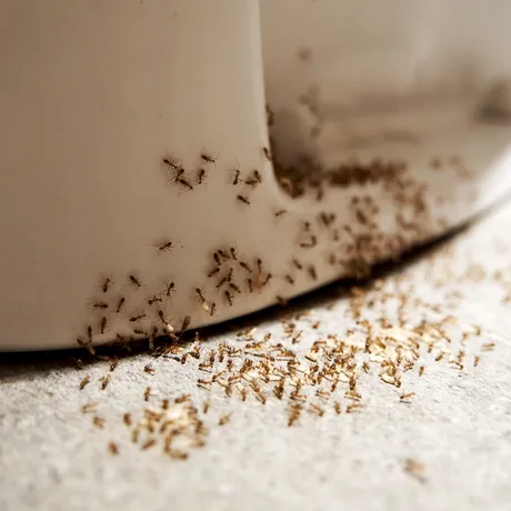 Ingredientul natural pe care să-l pui pe podele, lângă uși și ferestre ca să scapi definitiv de furnici. Are un miros puternic pentru ele și efect antibacterian