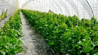 Cum scapi rapid de musculița neagră de pe roșii. Insecticidul natural care funcționează din prima