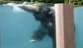 O piscină pentru elefanţi! VIDEO – Iată cum înoată elefanţii
