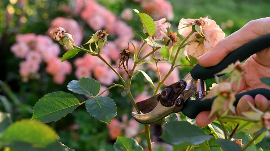 Cum să tratezi petele negre de pe frunzele trandafirilor