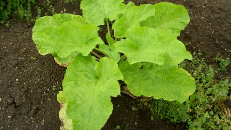 Farmacia de sub picioarele noastre: Brusturele