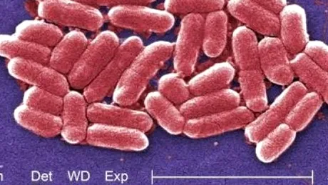 Bacteria rezistentă la toate antibioticele face noi victime