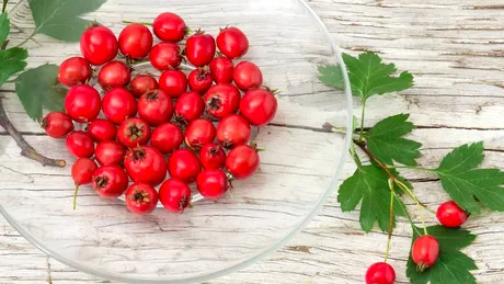 Leacul Mariei Treben pentru inimă obosită și circulație deficitară. Se mai numește și „planta inimii”