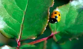Insecta „erou” care îți protejează plantele și reduce dăunătorii în mod natural