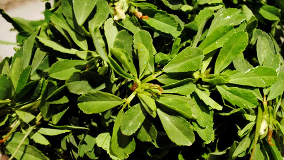 Schinduf (Trigonela foenum graecum)