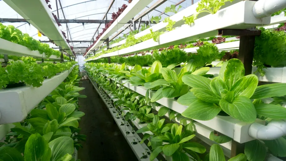 Îngrășământ natural pentru o grădină sănătoasă. Hrănește pământul, nu doar plantele