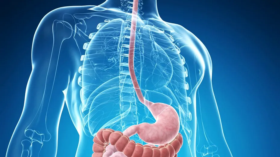 Sistemul digestiv: cum funcţionează şi care sunt bolile frecvente