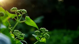 Planta vindecătoare care e ascunsă în cetățile dacice. Are rădăcini în medicina tradițională și ascunde beneficii surprinzătoare