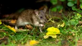 Cum scapi de șobolani cu un ingredient ieftin pe care îl ai deja în casă