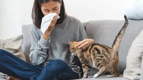 A apărut vaccinul împotriva alergiei la părul de pisică. Tratamentul declanșează o producţie de anticorpi foarte puternică, capabilă să blocheze reacţia alergică