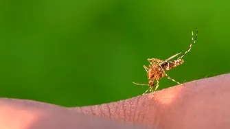 Ce trebuie să adaugi pe plasele de la geamuri ca să ții insectele la distanță. Trucul natural pe care e musai să-l pui în aplicare vara