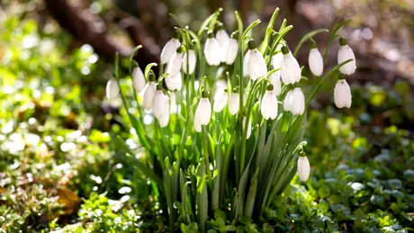 Cum pregătești ghioceii în octombrie, pentru o înflorire spectaculoasă în martie