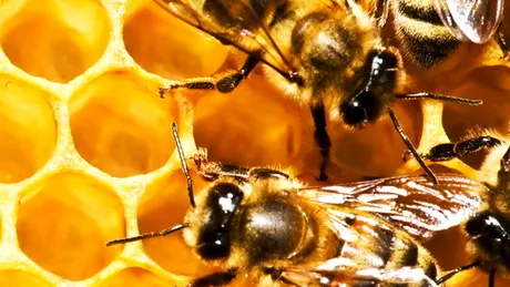 Mierea de albine – ultima armă în lupta împotriva cancerului