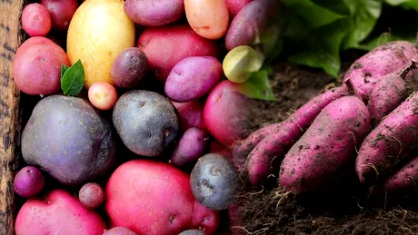 Cum se cultivă cartofii mov, cel mai profitabil soi de pe piața agricolă