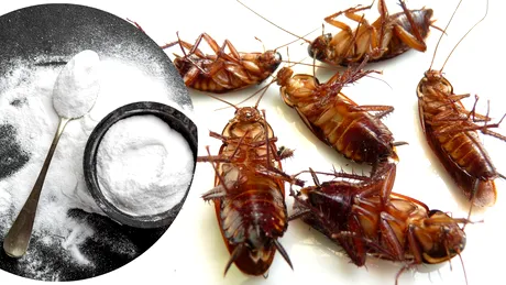 Cum te scapă bicarbonatul de gândacii de bucătărie. 15 întrebuințări nebănuite în gospodărie