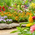 Singura floare care înflorește în frig și aduce culoare instant pe balcon și în grădină. E ideală pentru sezonul rece