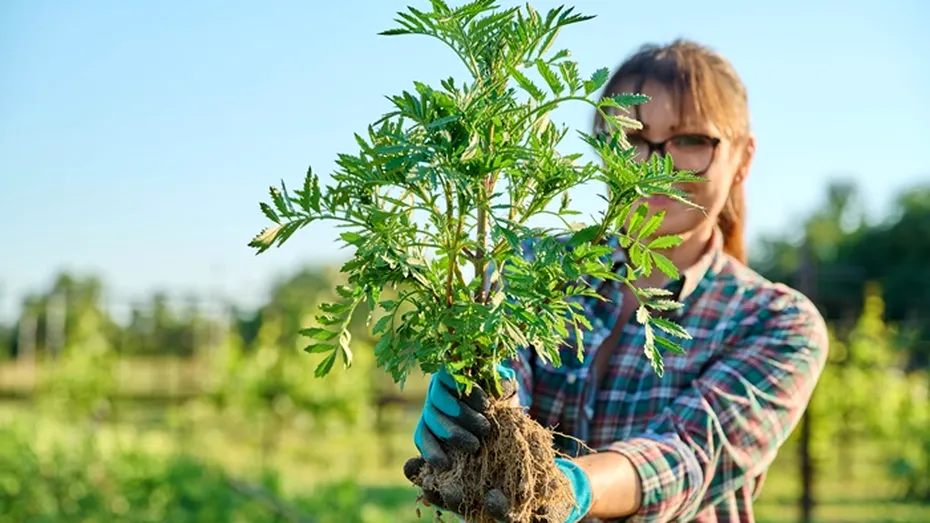 Ce amenzi riști dacă lași ambrozia să crească pe terenul tău. Mulți români nu țin cont