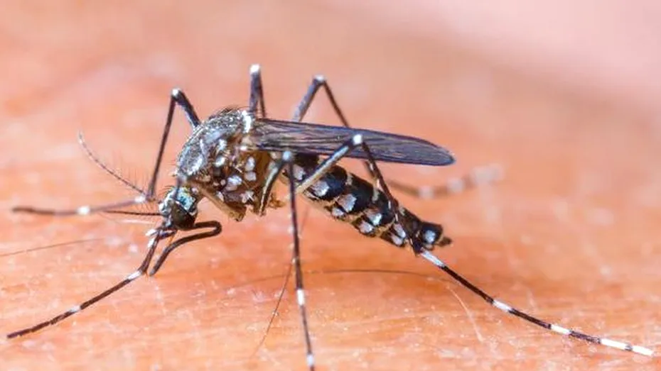 Ţânţari care nu transmit malaria, creaţi de cercetătorii americani