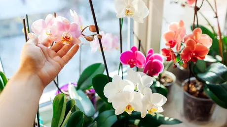 4 sfaturi pentru îngrijirea orhideei. Ce să faci ca să reziste florile mai mult timp