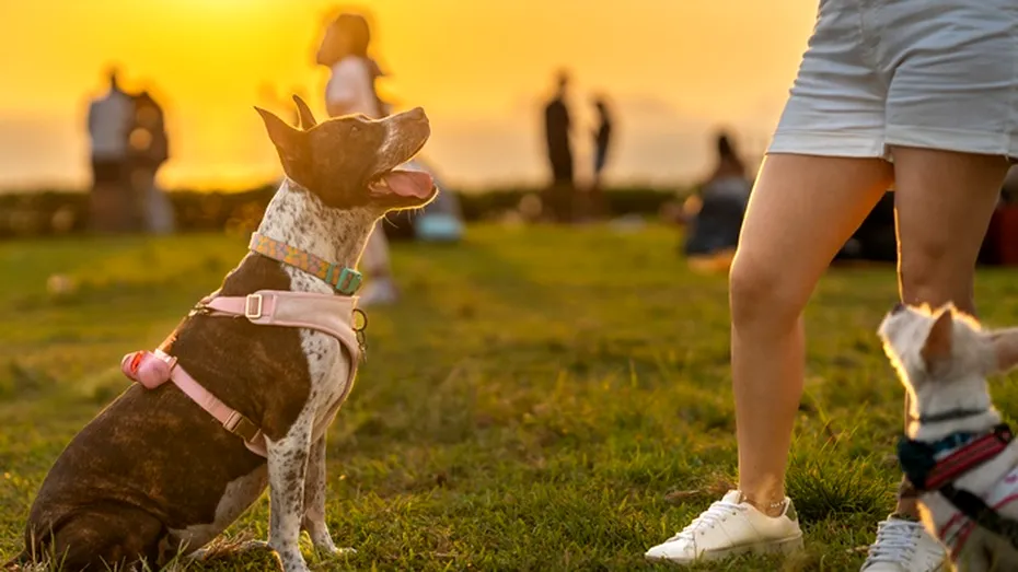 Semnele ascunse ale bolii Lyme la câini. Ce recomandă medicii veterinari și cum îți poți proteja patrupedul
