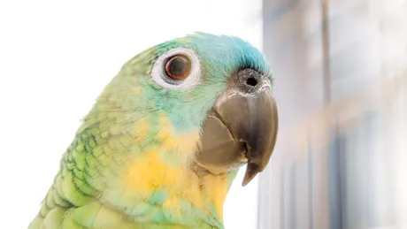 „Febra papagalului” face ravagii în Europa. OMS raportează 5 decese