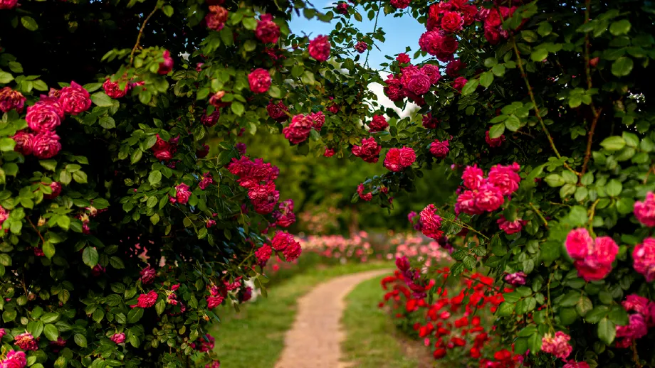 Ce trebuie să le faci săptămânal trandafirilor pentru a înflori toată vara! Nu sunt pretențioși