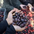 Fructul din China cultivat în Dăbuleni. Sprijină digestia și te scapă de anxietate