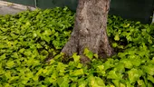 Amestecul din bucătărie care te scapă de iedera din curte, în doar 5 zile. Ce să pulverizezi pe ea, de fapt