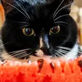 Pisica ta „cerșește” pepene roșu? Verdictul specialiștilor: Este sau nu bine să îi dai să mănânce acest fruct