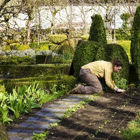 Trucul din bucătărie care îți salvează grădina. Acesta este aliatul secret împotriva dăunătorilor