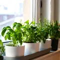Plantele care cresc fără sol: cum funcționează și de ce devin tot mai populare în designul interior
