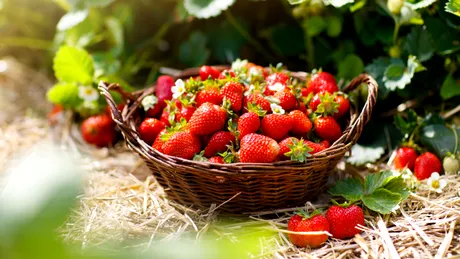 Fructul care conține peste 23 de tipuri de pesticide. Este alimentul vedetă al verii