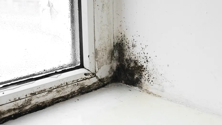 Cum dăunează sănătății mucegaiul negru din locuință. Toxicologii vin cu explicații