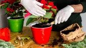 Cum să fertilizezi Crăciunița cu zaț de cafea. Va înflori spectaculos