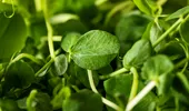 Superalimentul verde pe care mulți îl ignoră. Efectele sale asupra sănătății