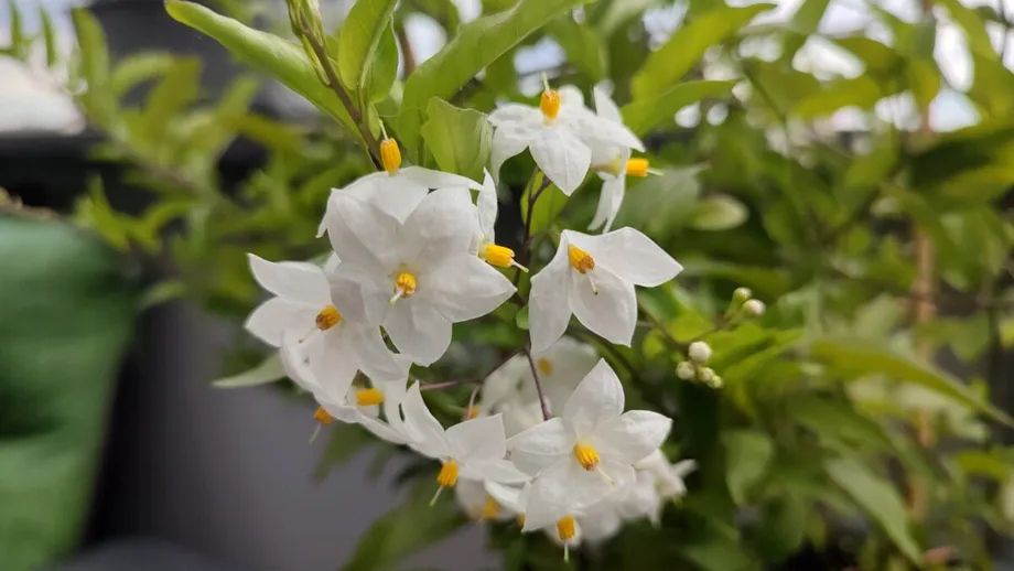 Ce floare să alegi pentru terasă, ca să te bucuri de parfum de vară toată ziua