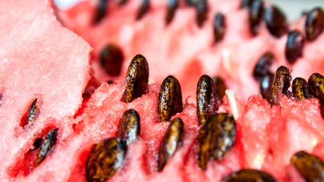 Semințele de pepene: ce se întâmplă dacă le înghiți. Beneficii și contraindicații