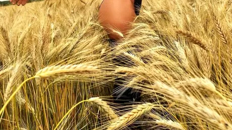 Corina Bud, imagini senzuale în lanul de grâu