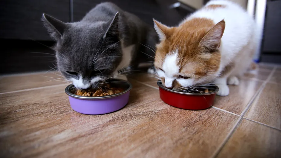 O nutriție corectă o ajută pe pisica ta să ducă o viață fericită și sănătoasă (P)