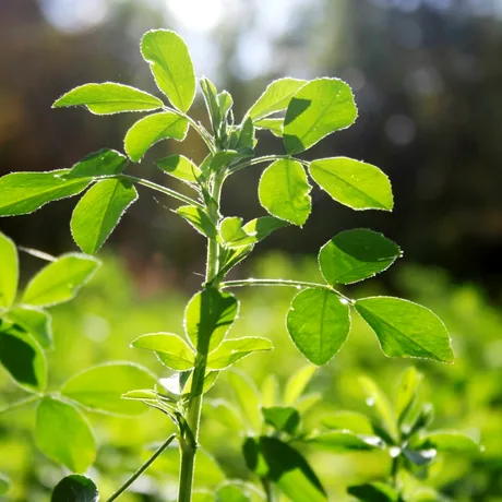 „Aurul verde” al Romei antice, dispărut fără urmă! Misterul plantei legendare păstrate de Iulius Cezar