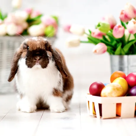 Adevărul surprinzător despre iepurașul de Paște. Tradiția pe care toți o iubim, dar puțini o înțeleg