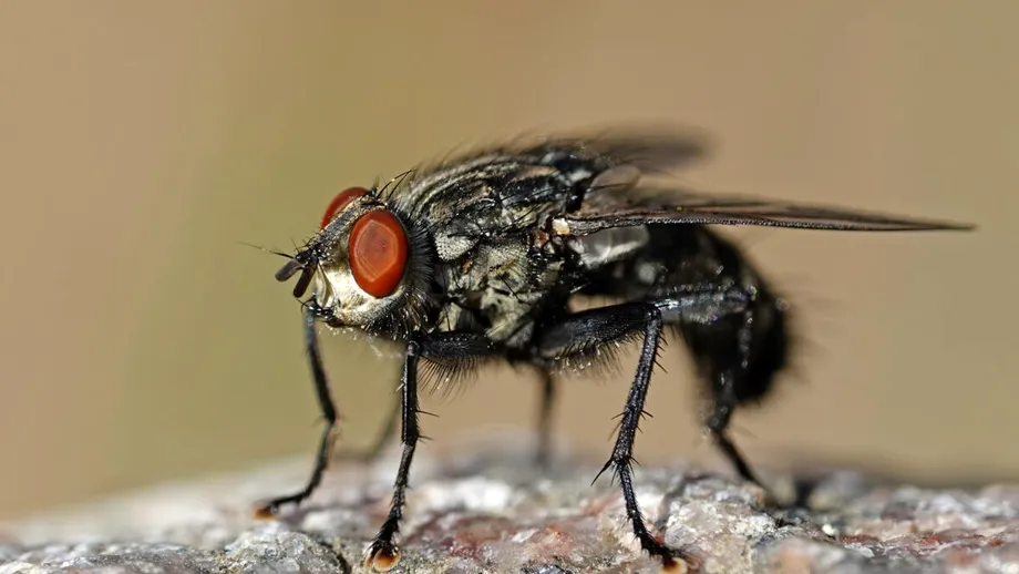 Muștele dispar rapid cu acest ingredient BANAL din bucătărie