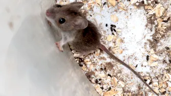 Șoarecii din jurul casei pot răspândi hantavirus? Riscul real ascuns în garaje, magazii și grădini
