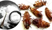 Cum te scapă bicarbonatul de gândacii de bucătărie. 15 întrebuințări nebănuite în gospodărie