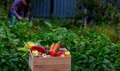 Ce legume să plantezi acum pentru o recoltă bogată în toamnă. Mulți grădinari fac această greșeală!