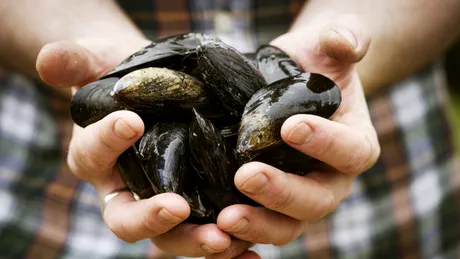 Alarmă pe litoral: peștele și fructele de mare românești, contaminate cu microplastice