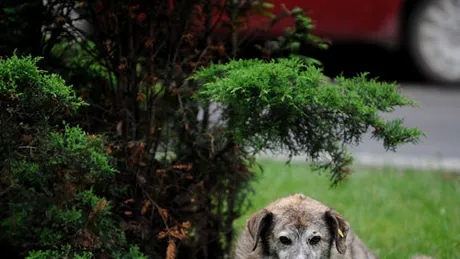 Confesiunile unui câine - o piesă de teatru despre câini, pentru oameni