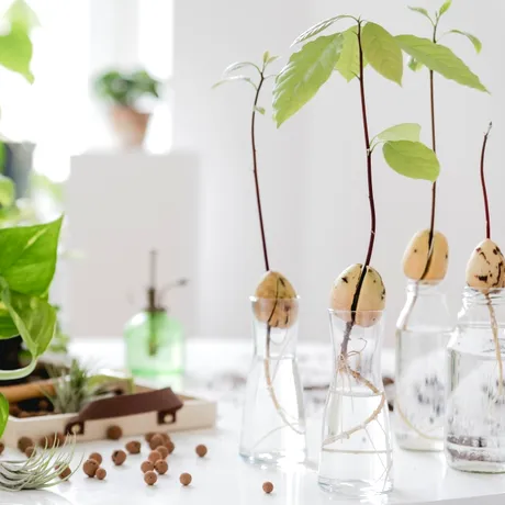 Plantele-minune pe care trebuie să le ai în casă! Medicii dezvăluie beneficiile uluitoare ale acestora